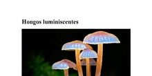 Hongos luminiscentes