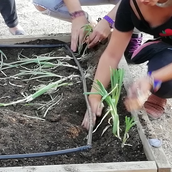 HUERTOS ESCOLARES  5