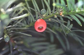 Tejo (Taxus baccata)