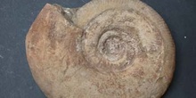 Lytoceras sp. (Ammonites) Jurásico