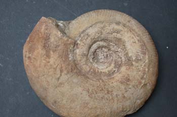 Lytoceras sp. (Ammonites) Jurásico