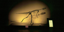 Herrerasaurus (Dinosauria, Theropoda), Museo del Jurásico de Ast