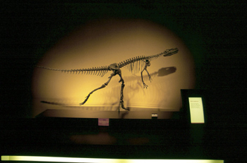 Herrerasaurus (Dinosauria, Theropoda), Museo del Jurásico de Ast