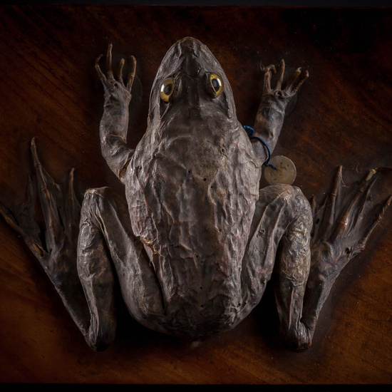 IES_SANISIDRO_MUSEO_Zoolgía_049