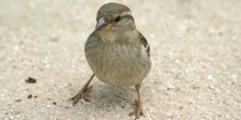 Gorrión comun (Passer domesticus)