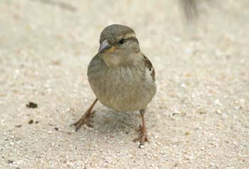 Gorrión comun (Passer domesticus)