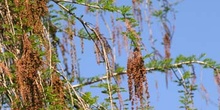Ahuehuete o Ciprés Calvo - Hojas y conos masc viejos (Taxodium m