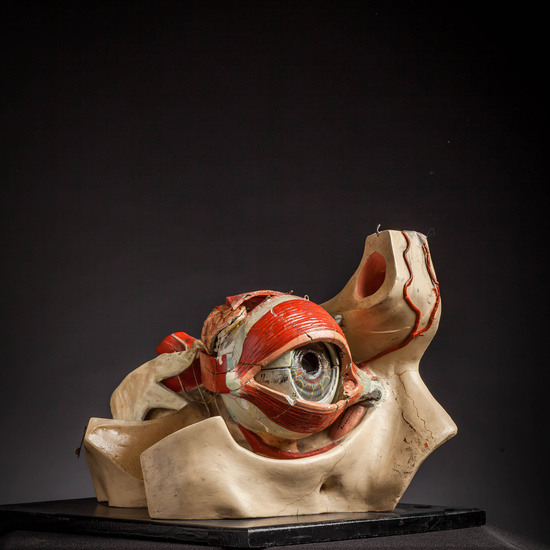 IES_CARDENALCISNEROS_ANATOMIA_MODELOS_031