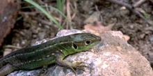 Lagarto verde - Hembra jóven (Lacerta bilineata)