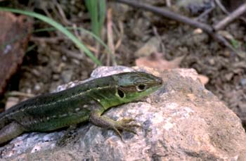 Lagarto verde - Hembra jóven (Lacerta bilineata)
