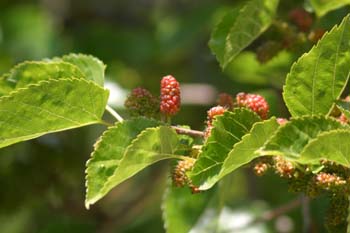 Morera - Fruto (Morus alba)