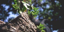 Madroño - Tronco (Arbutus unedo)