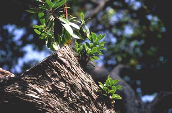 Madroño - Tronco (Arbutus unedo)