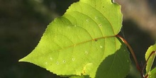 álamo negro - Hojas (Populus nigra)