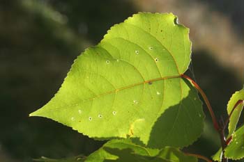 álamo negro - Hojas (Populus nigra)