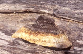 Hongo yesquero (Fomitopsis sp.)