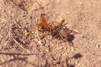 Avispa cazadora de arañas (Crytocheilus comparatus)