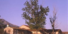 Chopo de Canadá - Porte (Populus x canadensis)
