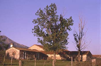 Chopo de Canadá - Porte (Populus x canadensis)