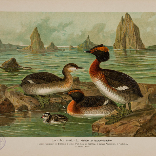 IES_CARDENALCISNEROS_AVES_LAMINAS_134