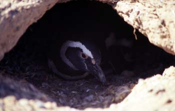 Pingüino de Magallanes, Argentina