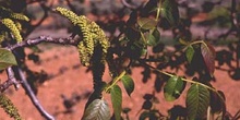 Nogal - Flor masc. (Juglans regia)