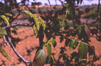 Nogal - Flor masc. (Juglans regia)