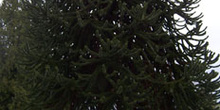 Monkey puzzle, Parque de la reina Isabel, Vancouver