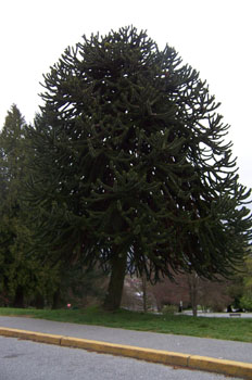 Monkey puzzle, Parque de la reina Isabel, Vancouver