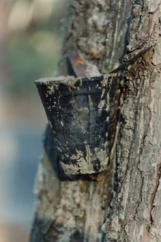 Pino resinero - Tronco (Pinus pinaster)