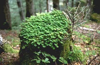 Abeto blanco - Tronco (Abies alba)