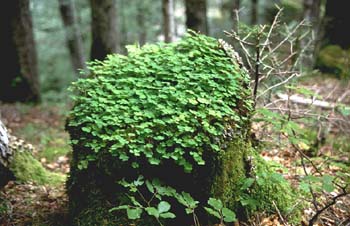 Abeto blanco - Tronco (Abies alba)