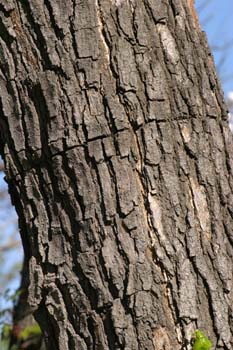 Morera - Tronco (Morus alba)