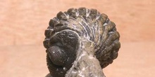 Phacops rana (Trilobites) Silúrico