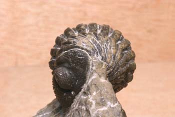 Phacops rana (Trilobites) Silúrico