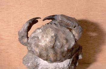 Cangrejo (Crustáceos) Paleoceno