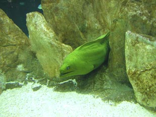 Morena (Muraena helena)