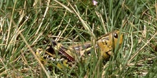 Saltamontes de montaña (Podisma pedestris)