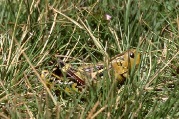 Saltamontes de montaña (Podisma pedestris)