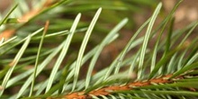 Abeto de Douglas - (Pseudotsuga menziesii)