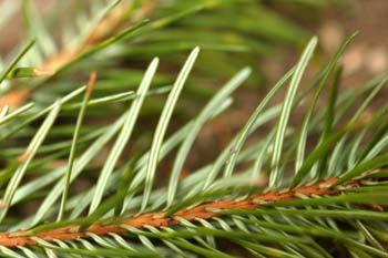 Abeto de Douglas - (Pseudotsuga menziesii)