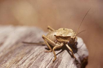 Grillo de matorral (Tettigoniidae fam.)