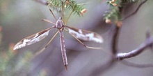 Típula gigante (Tipula maxima)