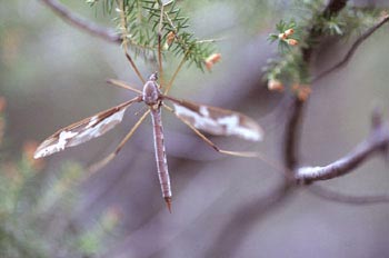 Típula gigante (Tipula maxima)