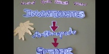 Arachnids (Invertebrates project 1ºDE 16/17)