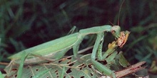 Santa Teresa (Mantis religiosa)