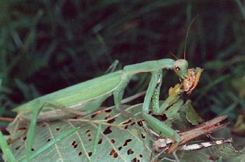 Santa Teresa (Mantis religiosa)