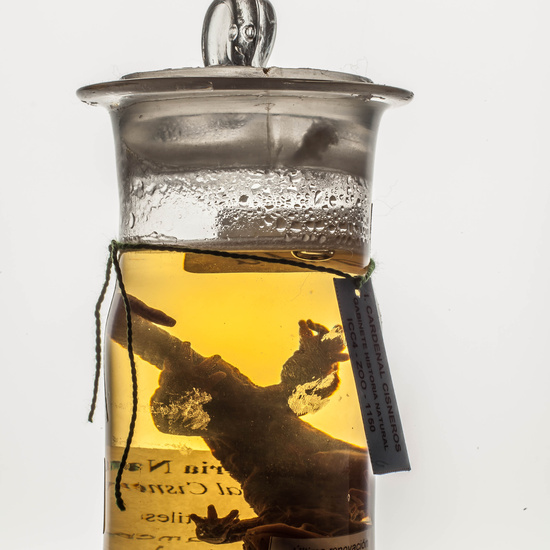 IES_CARDENALCISNEROS_CIENCIASNATURALES_196