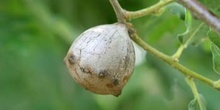 Agalla gande del roble o Gallarón (Cynips coronatus)