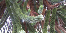 Monkey puzzle, Parque de la reina Isabel, Vancouver